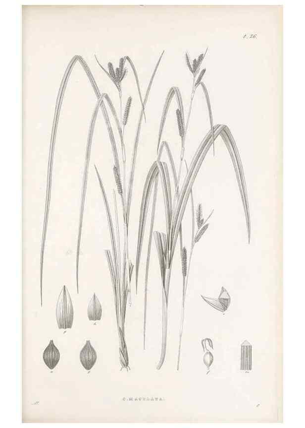 Reproducción/Reproduction 48682539198: Illustrations of the genus Carex. London :William Pamplin,1858-1867.. 