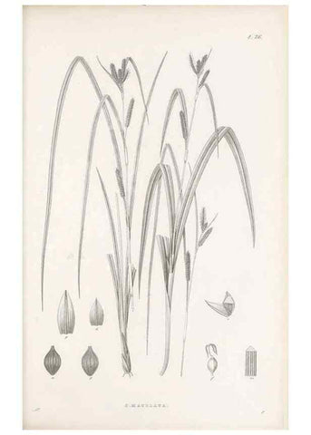 Reproducción/Reproduction 48682539198: Illustrations of the genus Carex. London :William Pamplin,1858-1867.. 