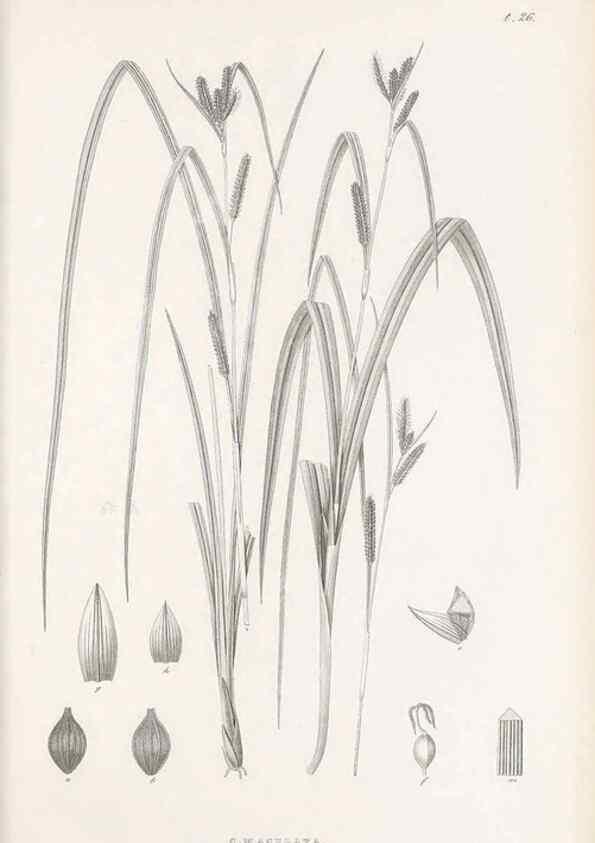 Reproducción/Reproduction 48682539198: Illustrations of the genus Carex. London :William Pamplin,1858-1867.. 