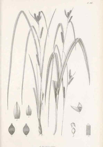 Reproducción/Reproduction 48682539198: Illustrations of the genus Carex. London :William Pamplin,1858-1867.. 