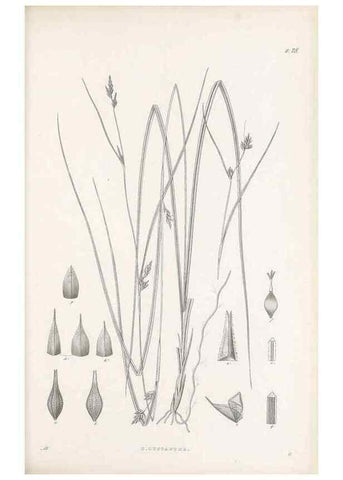 Reproducción/Reproduction 48682880686: Illustrations of the genus Carex. London :William Pamplin,1858-1867.. 