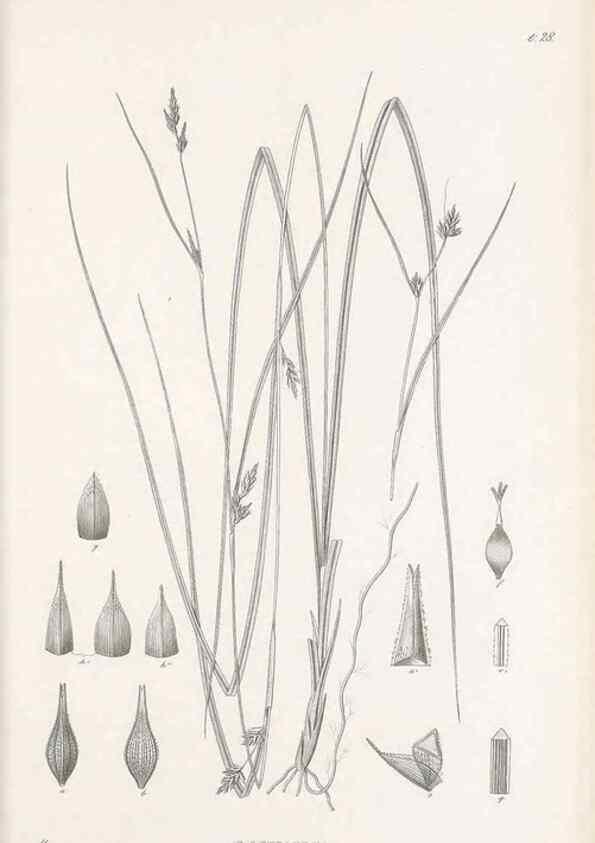 Reproducción/Reproduction 48682880686: Illustrations of the genus Carex. London :William Pamplin,1858-1867.. 