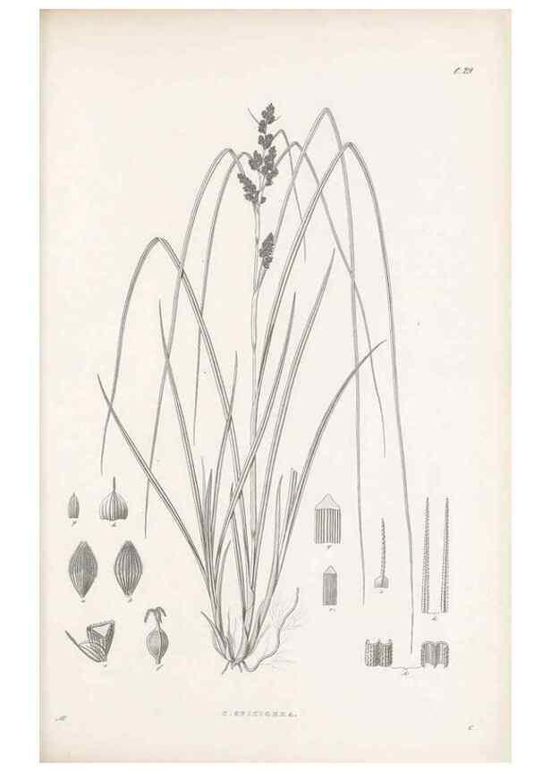Reproducción/Reproduction 48682880891: Illustrations of the genus Carex. London :William Pamplin,1858-1867.. 