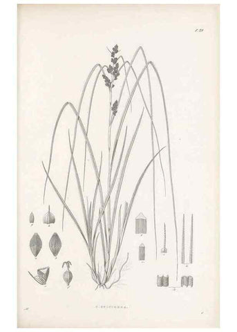 Reproducción/Reproduction 48682880891: Illustrations of the genus Carex. London :William Pamplin,1858-1867.. 
