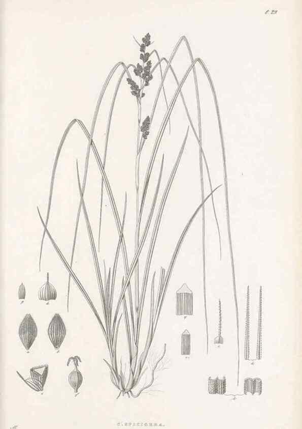 Reproducción/Reproduction 48682880891: Illustrations of the genus Carex. London :William Pamplin,1858-1867.. 
