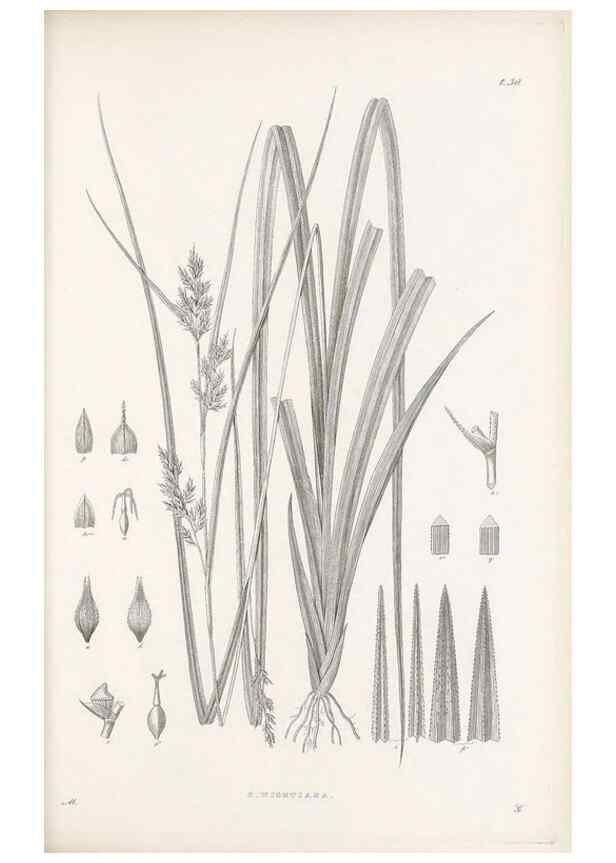 Reproducción/Reproduction 48682881316: Illustrations of the genus Carex. London :William Pamplin,1858-1867.. 