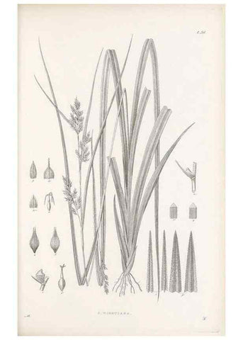 Reproducción/Reproduction 48682881316: Illustrations of the genus Carex. London :William Pamplin,1858-1867.. 