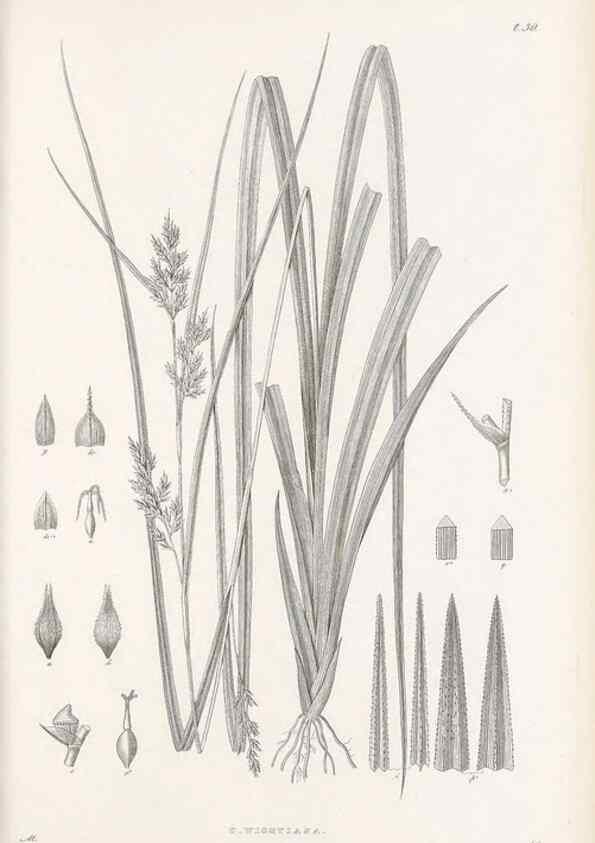 Reproducción/Reproduction 48682881316: Illustrations of the genus Carex. London :William Pamplin,1858-1867.. 
