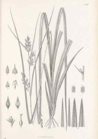 Reproducción/Reproduction 48682881316: Illustrations of the genus Carex. London :William Pamplin,1858-1867.. 