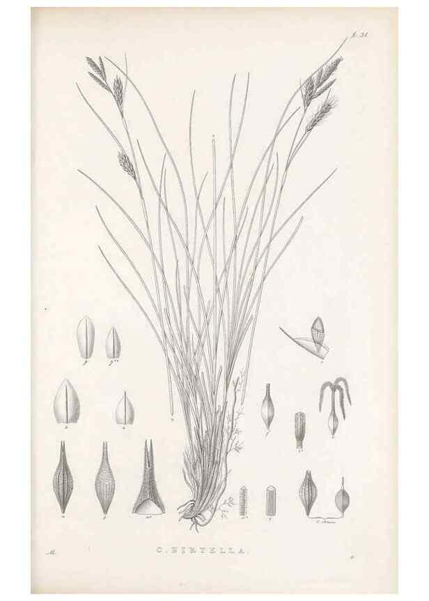 Reproducción/Reproduction 48683055687: Illustrations of the genus Carex. London :William Pamplin,1858-1867.. 