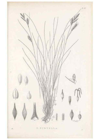 Reproducción/Reproduction 48683055687: Illustrations of the genus Carex. London :William Pamplin,1858-1867.. 