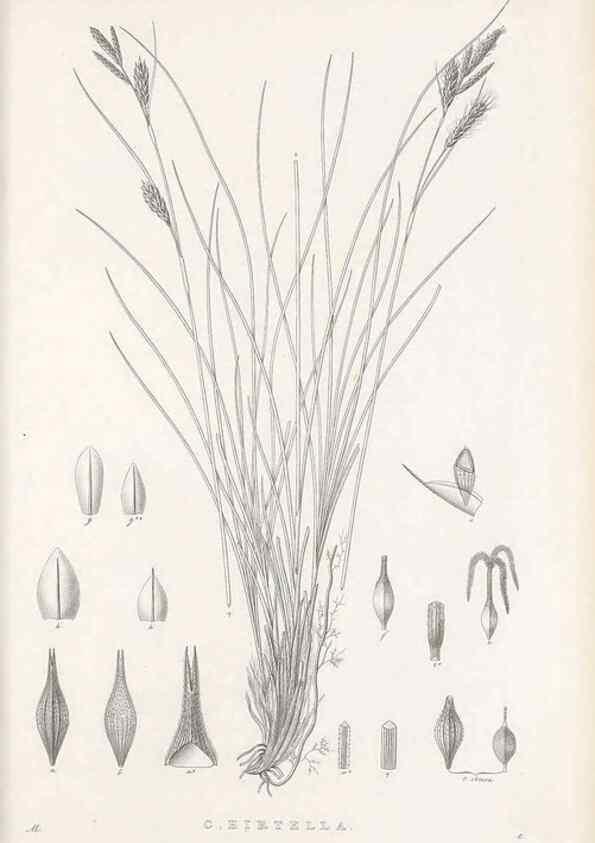 Reproducción/Reproduction 48683055687: Illustrations of the genus Carex. London :William Pamplin,1858-1867.. 