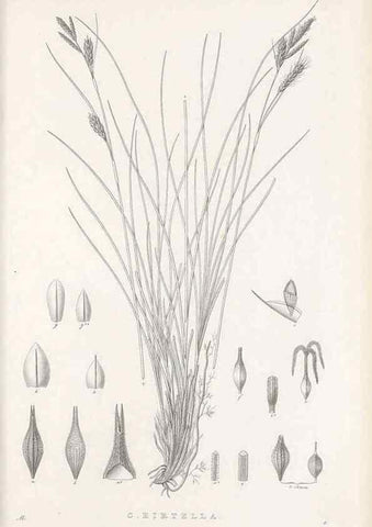 Reproducción/Reproduction 48683055687: Illustrations of the genus Carex. London :William Pamplin,1858-1867.. 