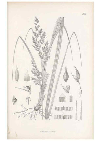 Reproducción/Reproduction 48682541013: Illustrations of the genus Carex. London :William Pamplin,1858-1867.. 