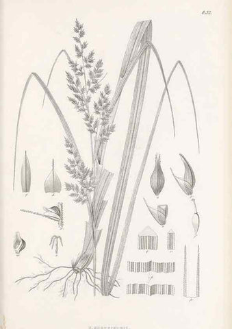 Reproducción/Reproduction 48682541013: Illustrations of the genus Carex. London :William Pamplin,1858-1867.. 