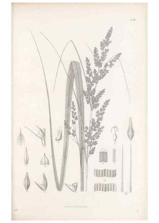 Reproducción/Reproduction 48683056677: Illustrations of the genus Carex. London :William Pamplin,1858-1867.. 
