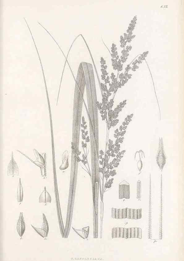 Reproducción/Reproduction 48683056677: Illustrations of the genus Carex. London :William Pamplin,1858-1867.. 