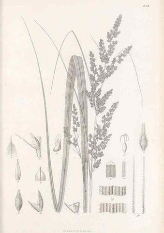 Reproducción/Reproduction 48683056677: Illustrations of the genus Carex. London :William Pamplin,1858-1867.. 
