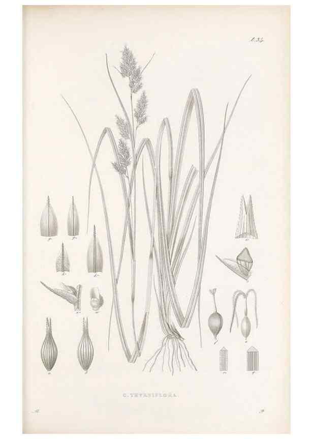 Reproducción/Reproduction 48682882891: Illustrations of the genus Carex. London :William Pamplin,1858-1867.. 