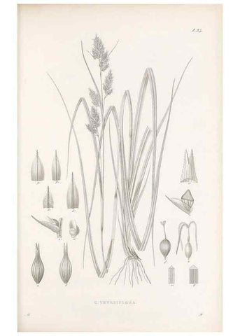 Reproducción/Reproduction 48682882891: Illustrations of the genus Carex. London :William Pamplin,1858-1867.. 