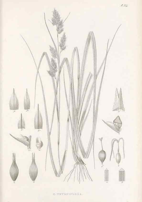 Reproducción/Reproduction 48682882891: Illustrations of the genus Carex. London :William Pamplin,1858-1867.. 