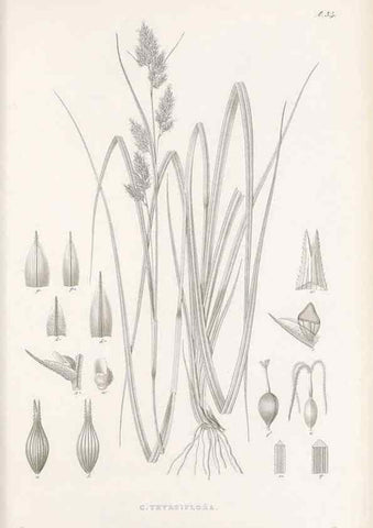 Reproducción/Reproduction 48682882891: Illustrations of the genus Carex. London :William Pamplin,1858-1867.. 
