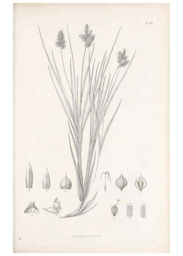 Reproducción/Reproduction 48682880431: Illustrations of the genus Carex. London :William Pamplin,1858-1867.. 