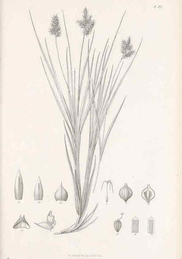 Reproducción/Reproduction 48682880431: Illustrations of the genus Carex. London :William Pamplin,1858-1867.. 