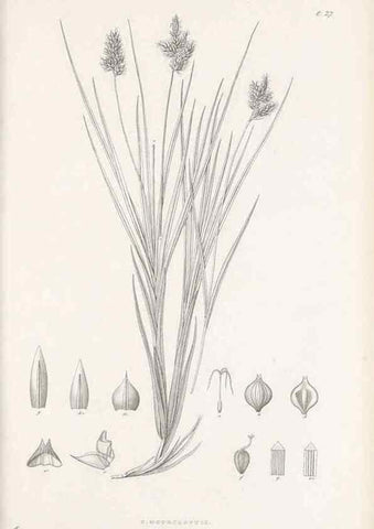 Reproducción/Reproduction 48682880431: Illustrations of the genus Carex. London :William Pamplin,1858-1867.. 