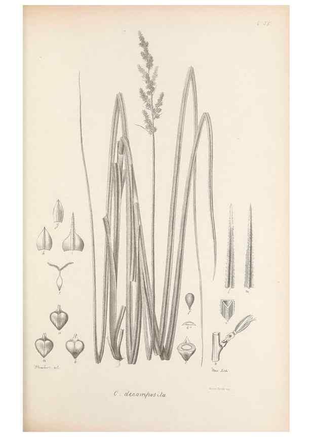 Reproducción/Reproduction 48683062402: Illustrations of the genus Carex. London :William Pamplin,1858-1867.. 
