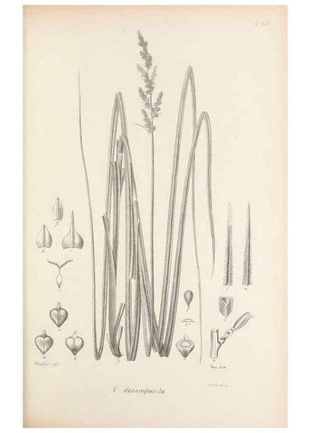 Reproducción/Reproduction 48683062402: Illustrations of the genus Carex. London :William Pamplin,1858-1867.. 
