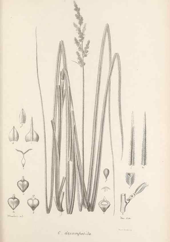 Reproducción/Reproduction 48683062402: Illustrations of the genus Carex. London :William Pamplin,1858-1867.. 