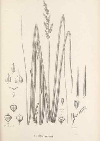 Reproducción/Reproduction 48683062402: Illustrations of the genus Carex. London :William Pamplin,1858-1867.. 