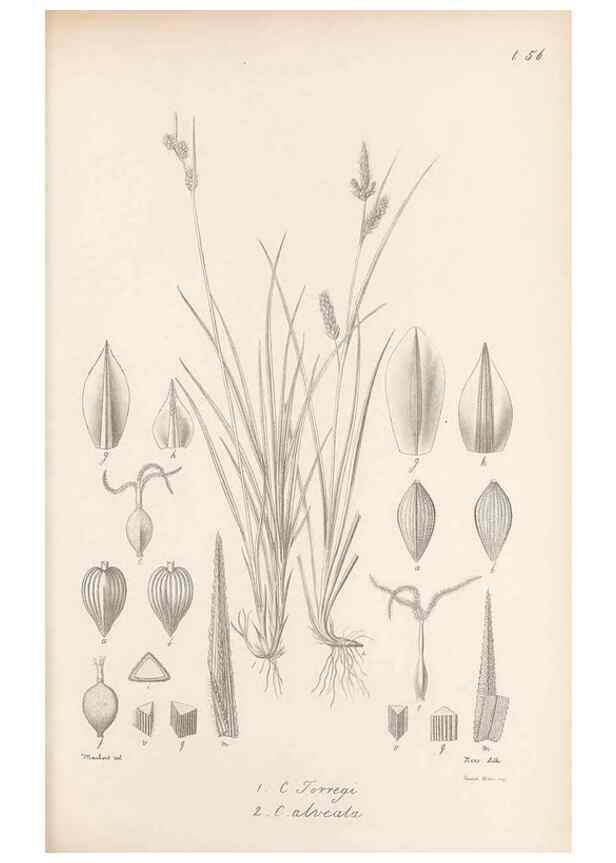 Reproducción/Reproduction 48683063327: Illustrations of the genus Carex. London :William Pamplin,1858-1867.. 