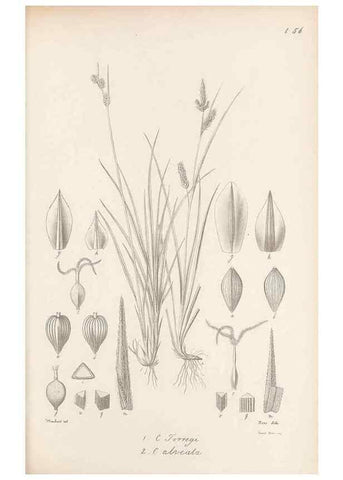 Reproducción/Reproduction 48683063327: Illustrations of the genus Carex. London :William Pamplin,1858-1867.. 