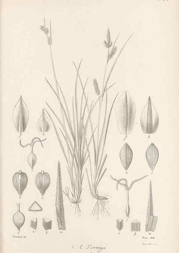 Reproducción/Reproduction 48683063327: Illustrations of the genus Carex. London :William Pamplin,1858-1867.. 