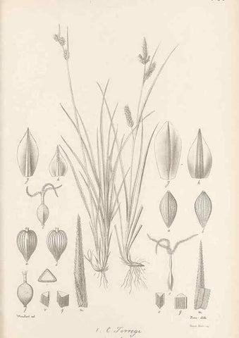 Reproducción/Reproduction 48683063327: Illustrations of the genus Carex. London :William Pamplin,1858-1867.. 