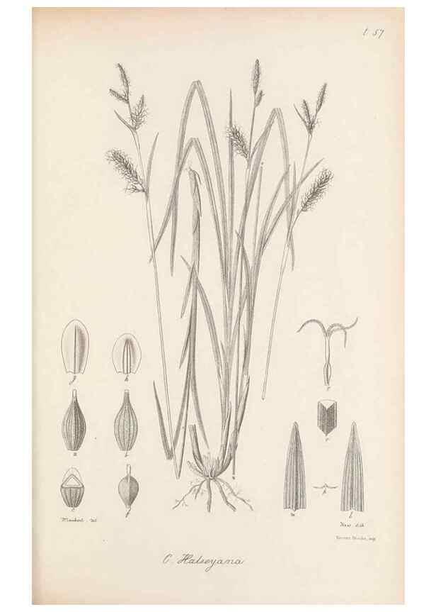 Reproducción/Reproduction 48683063617: Illustrations of the genus Carex. London :William Pamplin,1858-1867.. 