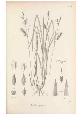 Reproducción/Reproduction 48683063617: Illustrations of the genus Carex. London :William Pamplin,1858-1867.. 