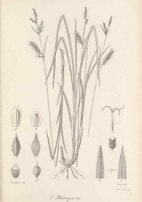 Reproducción/Reproduction 48683063617: Illustrations of the genus Carex. London :William Pamplin,1858-1867.. 