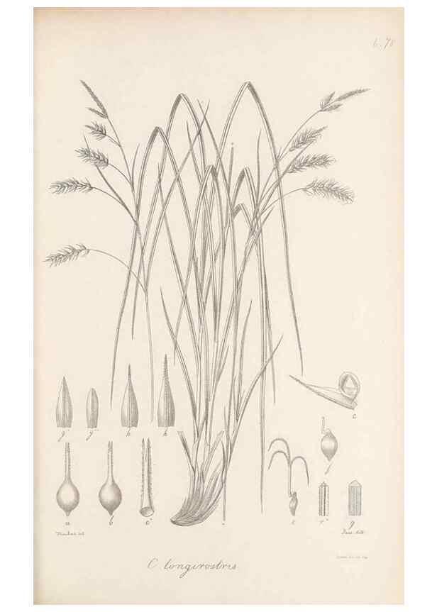 Reproducción/Reproduction 48682896296: Illustrations of the genus Carex. London :William Pamplin,1858-1867.. 