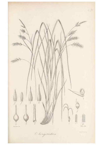 Reproducción/Reproduction 48682896296: Illustrations of the genus Carex. London :William Pamplin,1858-1867.. 