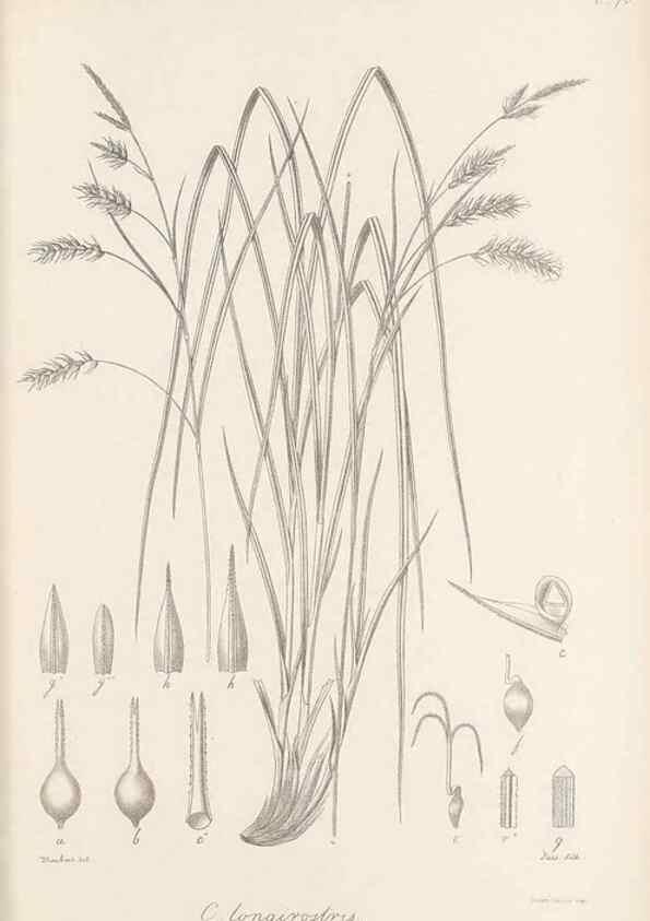 Reproducción/Reproduction 48682896296: Illustrations of the genus Carex. London :William Pamplin,1858-1867.. 