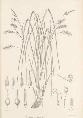 Reproducción/Reproduction 48682896296: Illustrations of the genus Carex. London :William Pamplin,1858-1867.. 