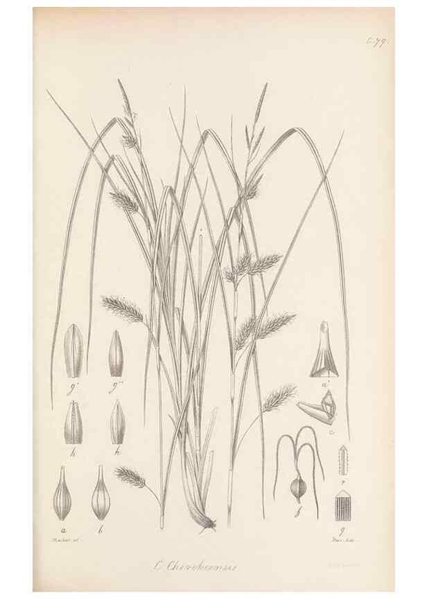 Reproducción/Reproduction 48682896646: Illustrations of the genus Carex. London :William Pamplin,1858-1867.. 