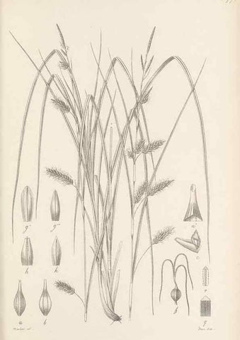 Reproducción/Reproduction 48682896646: Illustrations of the genus Carex. London :William Pamplin,1858-1867.. 