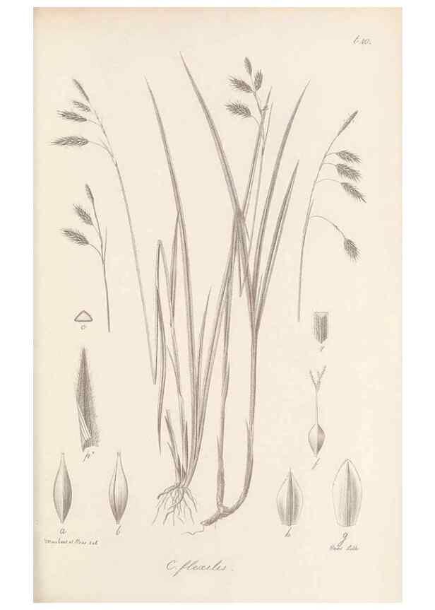 Reproducción/Reproduction 48682896941: Illustrations of the genus Carex. London :William Pamplin,1858-1867.. 