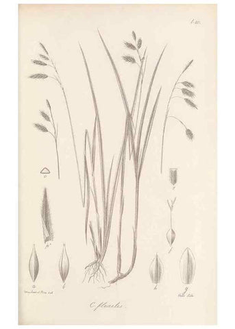Reproducción/Reproduction 48682896941: Illustrations of the genus Carex. London :William Pamplin,1858-1867.. 