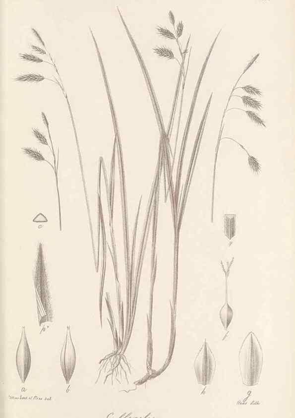 Reproducción/Reproduction 48682896941: Illustrations of the genus Carex. London :William Pamplin,1858-1867.. 