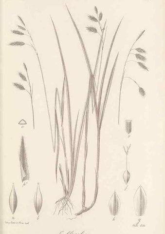 Reproducción/Reproduction 48682896941: Illustrations of the genus Carex. London :William Pamplin,1858-1867.. 